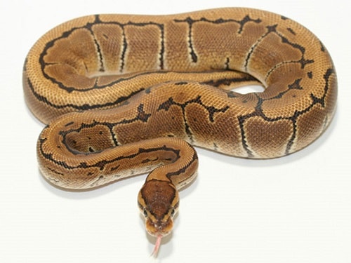 Pinstripe Ball Python