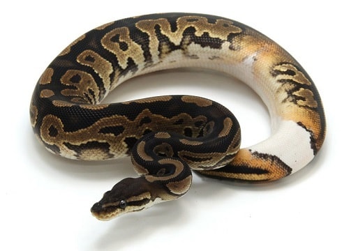 Axanthic Ball Python Miniature // Figure // Ball Python 