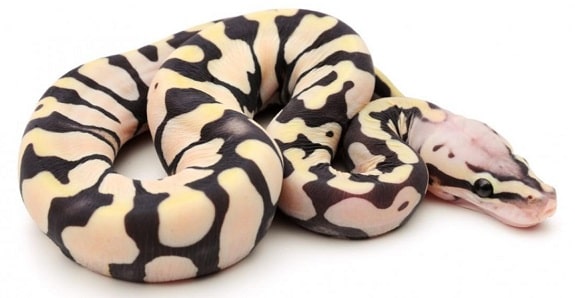 Scaleless Ball Python