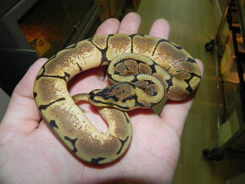 Spider Ball Python