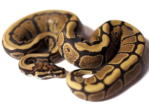 Ball Python Morphs: The 50 MOST Popular (Pictures & Prices)