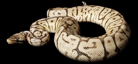 Super Black Pewter Bee Ball Python