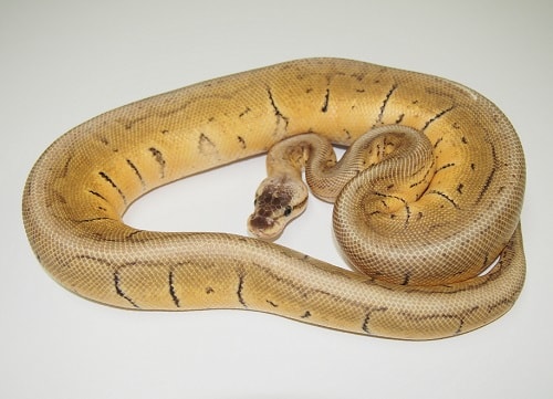 Super Blast Ball Python