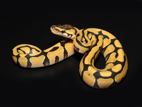 Tiger Ball Python