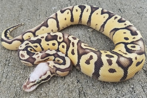 Vanilla Ball Python