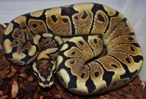 Woma Ball Python