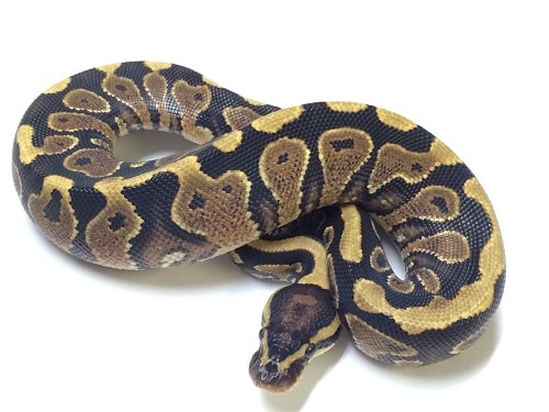 Yellow Belly Ball Python