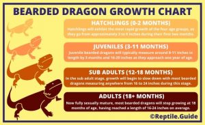 How Big Do Bearded Dragons Get? (Size & Growth Charts)