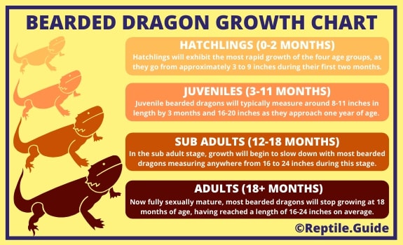 Bearded Dragon Growth Rate Chart by Age. 