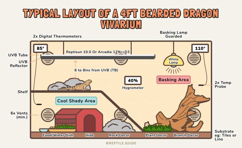 Bearded Dragon Light Diagram