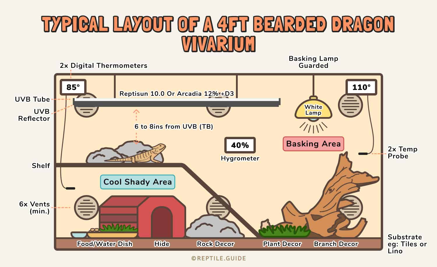 Bearded dragon lighting setup diagram