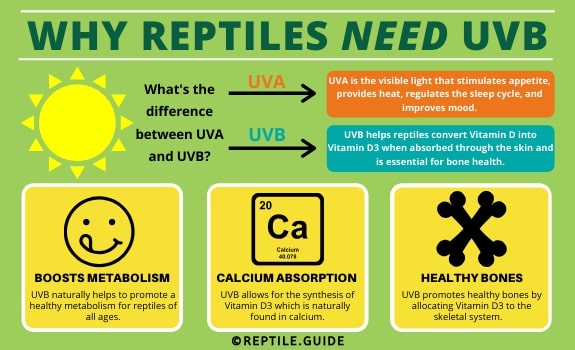 Why Reptiles Need UVB