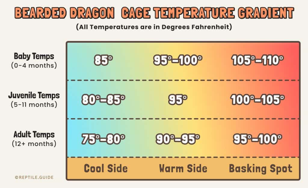 bearded dragon temperature gradient chart