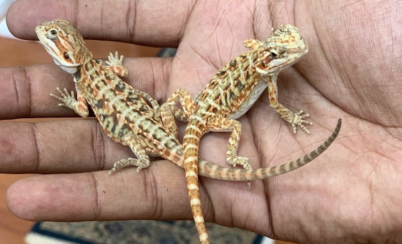 Baby Bearded Dragon and Reptaid