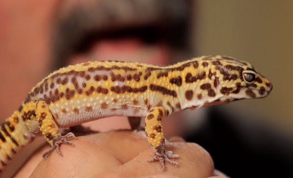 Best pet lizard for beginners leopard gecko