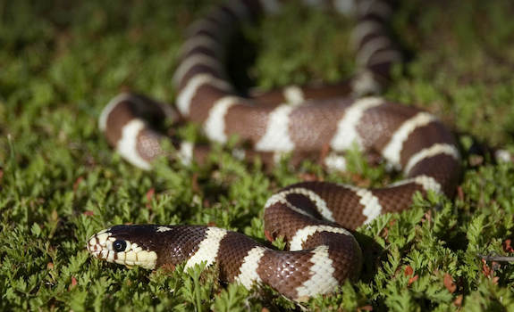 California Kingsnake