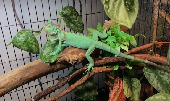 How to Catch a Lizard in the House Using a Box - Dengarden