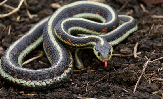 Garter Snake