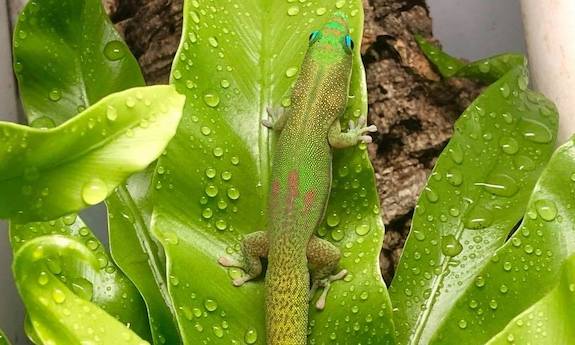 Gold Dust Day Gecko Cons