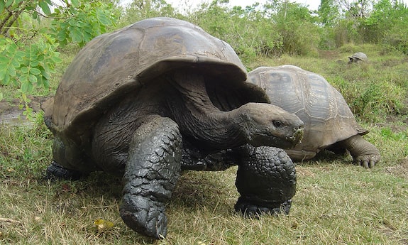 Most intelligent reptiles giant tortoise