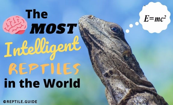 Most intelligent reptiles