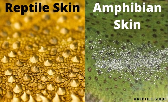 Reptiles vs amphibians skin 