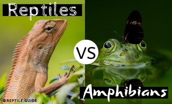 Reptiles vs amphibians