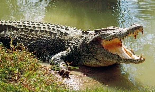 Smartest reptiles saltwater crocodile