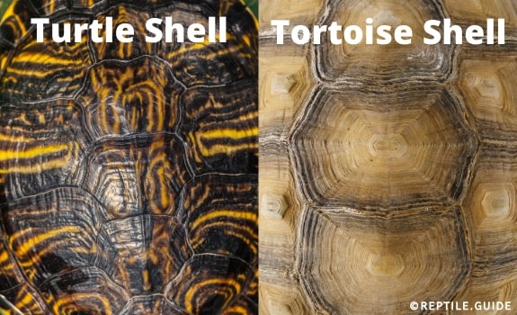 Turtle and tortoise shell comparison