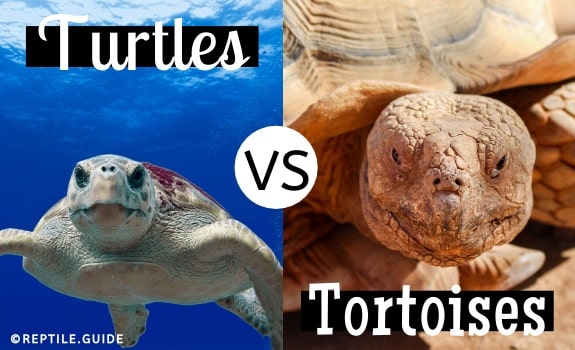 Turtles vs tortoises