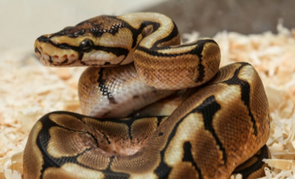 ball python