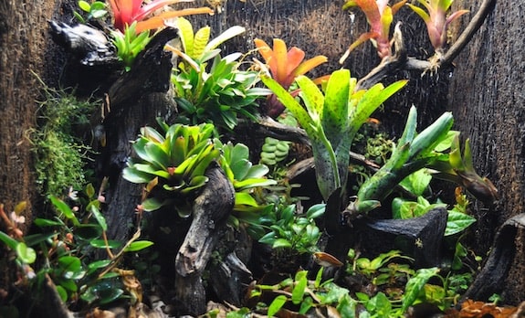 Reptiles And Houseplants: Growing Plants For A Terrarium With Reptiles