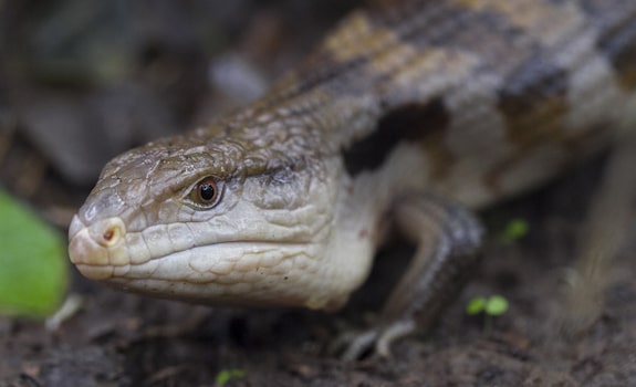 blue tongue skink