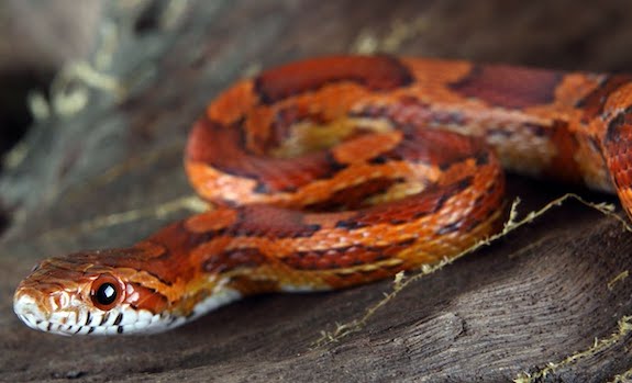 corn snake