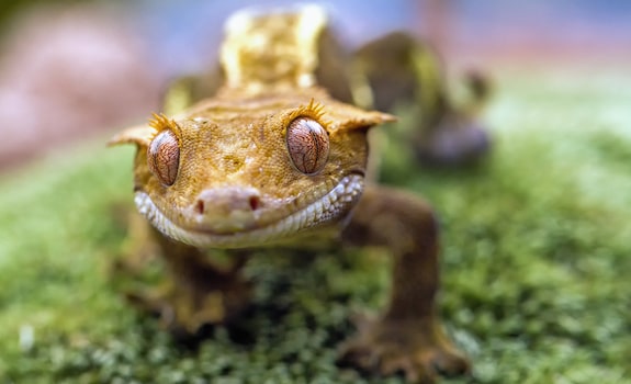 crested gecko