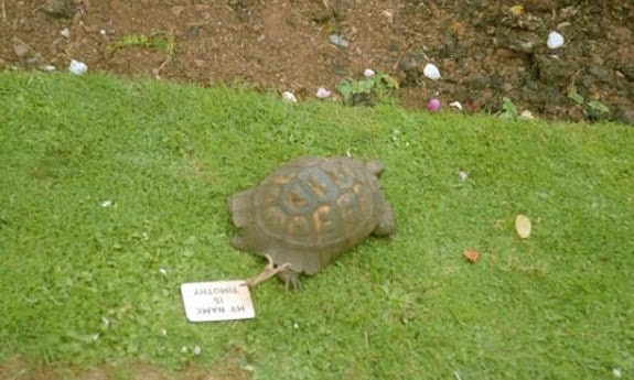 famous tortoise timothy