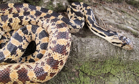 gopher snake