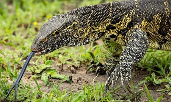 most intelligent reptiles monitor lizard