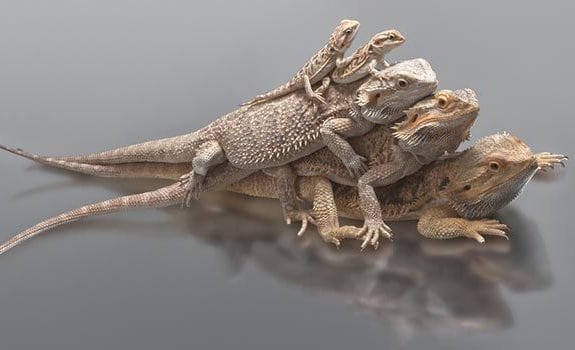 small and large bearded dragons