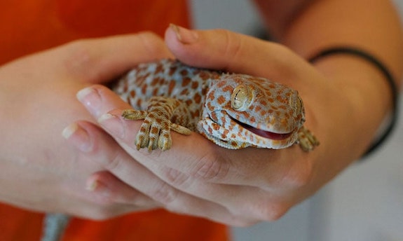 tokay gecko worst pet lizard for beginners