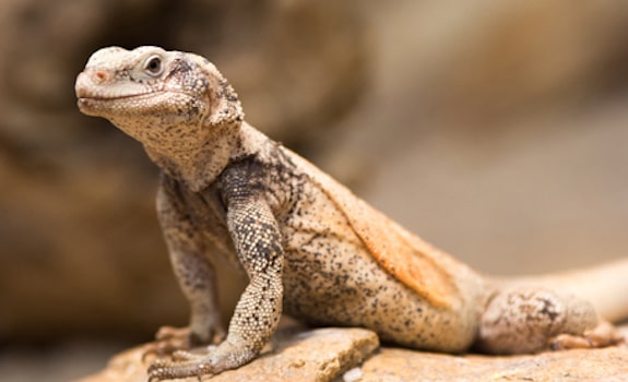 vegetarian reptile chuckwalla