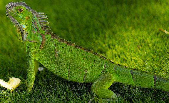 vegetarian reptile green iguana