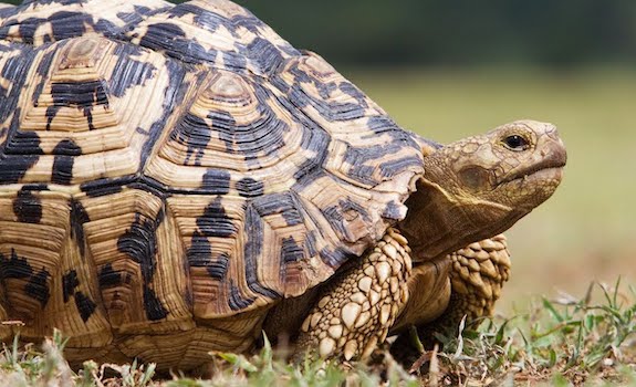 vegetarian reptile leopard tortoise