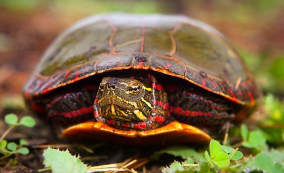 vegetarian reptile painted turtle