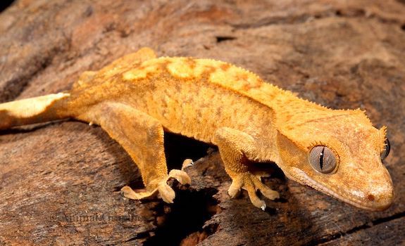 vegetarian reptiles crested gecko