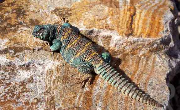 Herbivorous reptile hot sale