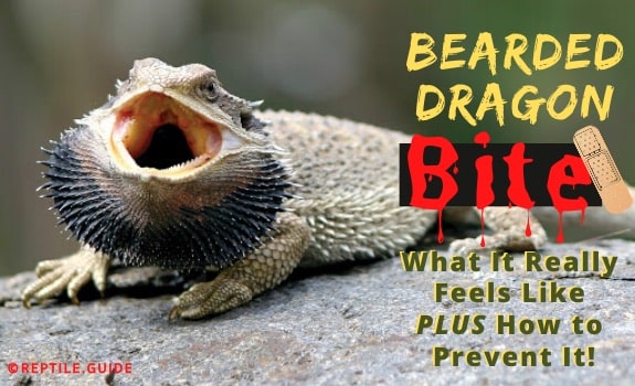 Bearded Dragon bite
