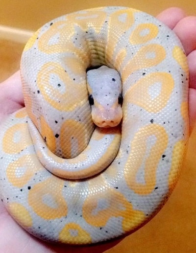 Beautiful Cookies and Cream Ball Python