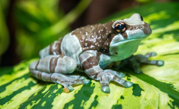 Best Frogs to Keep as Pets  Tips for First Time Owners