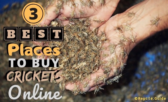 Best places to buy live crickets online
